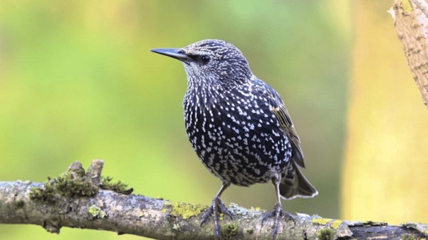 นกกิ้งโครงธรรมดา sturnus vulgaris