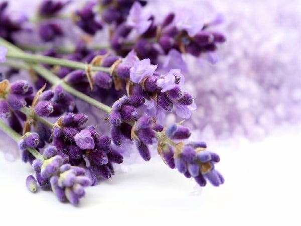 flores de lavanda