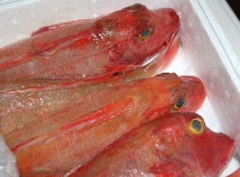 Grondins perlon à l’étal