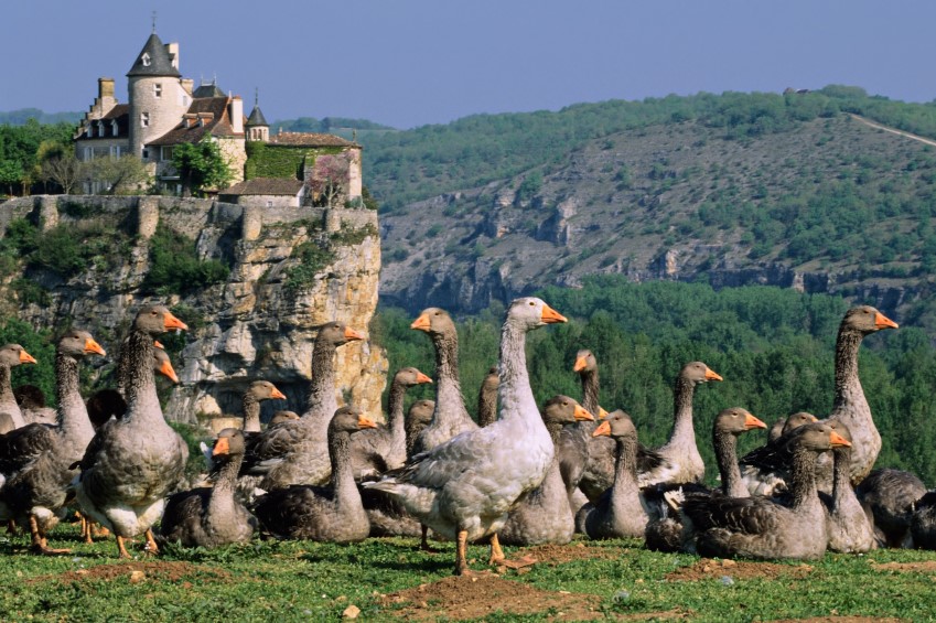 Oies des Landes Oies des Landes