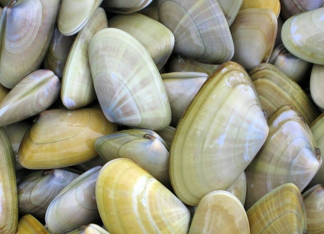 Olive De Mer Coquillage