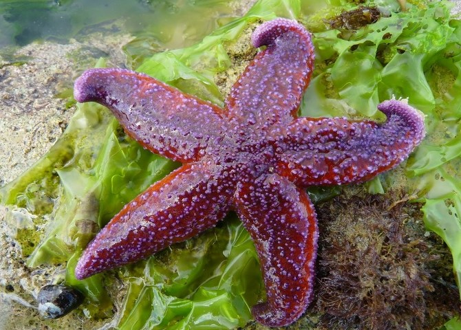 Etoile De Mer Etoile De Mer