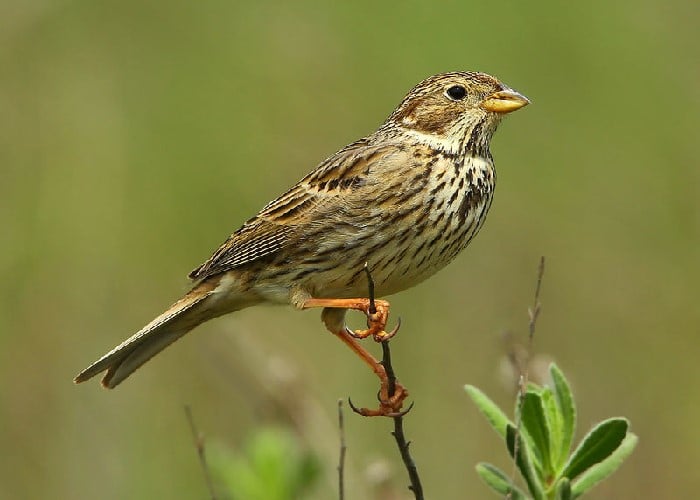 Burung pipit ortolan