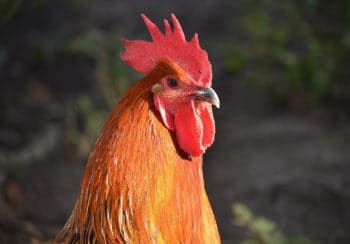 Coq