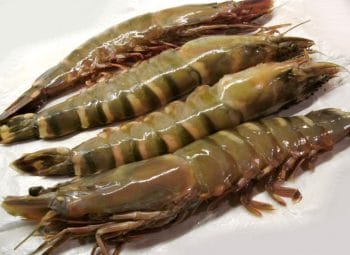 Crevettes cameron