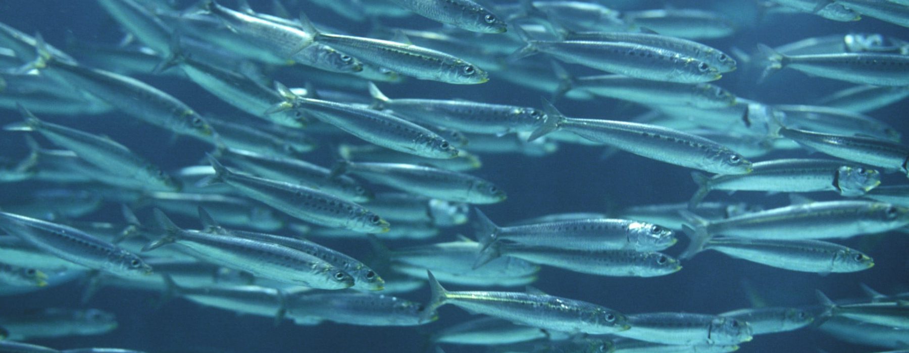 Anchovy shoal