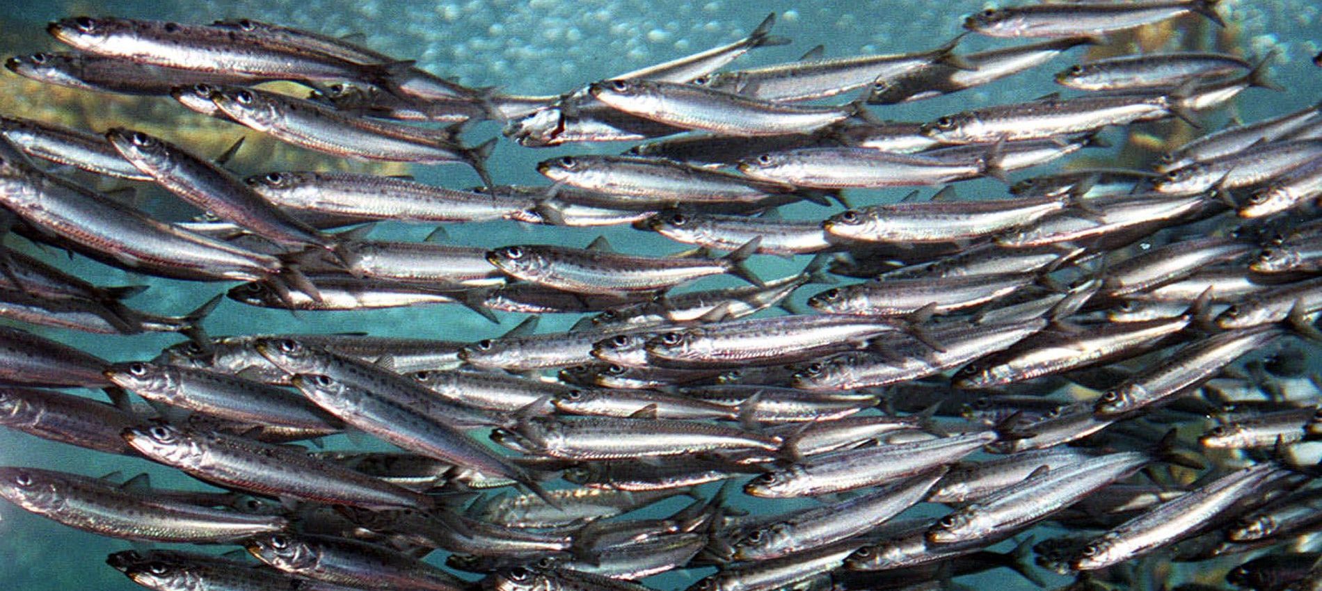 Banc de sardines