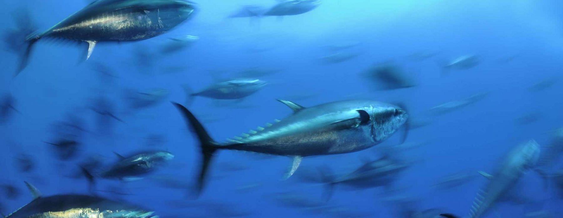 School of tuna