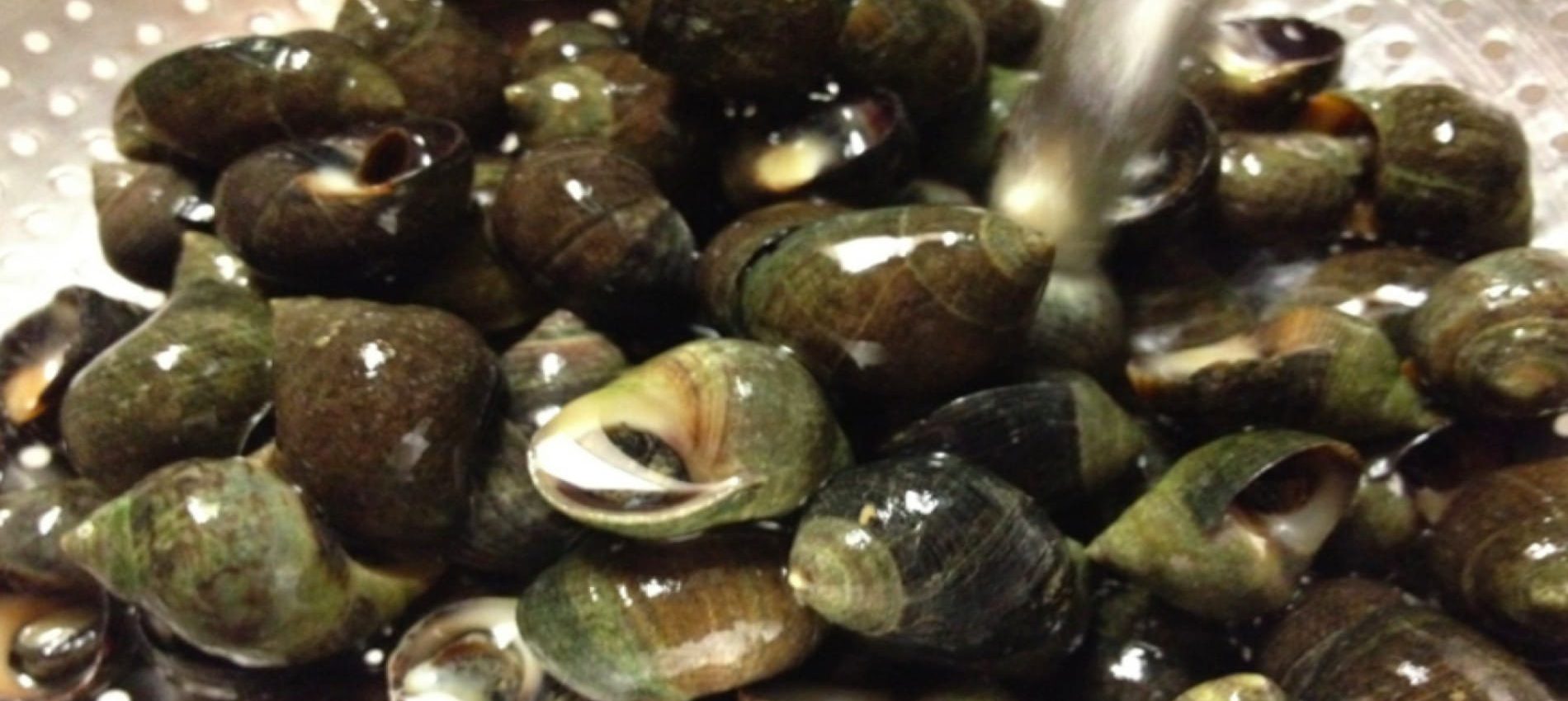 Periwinkles