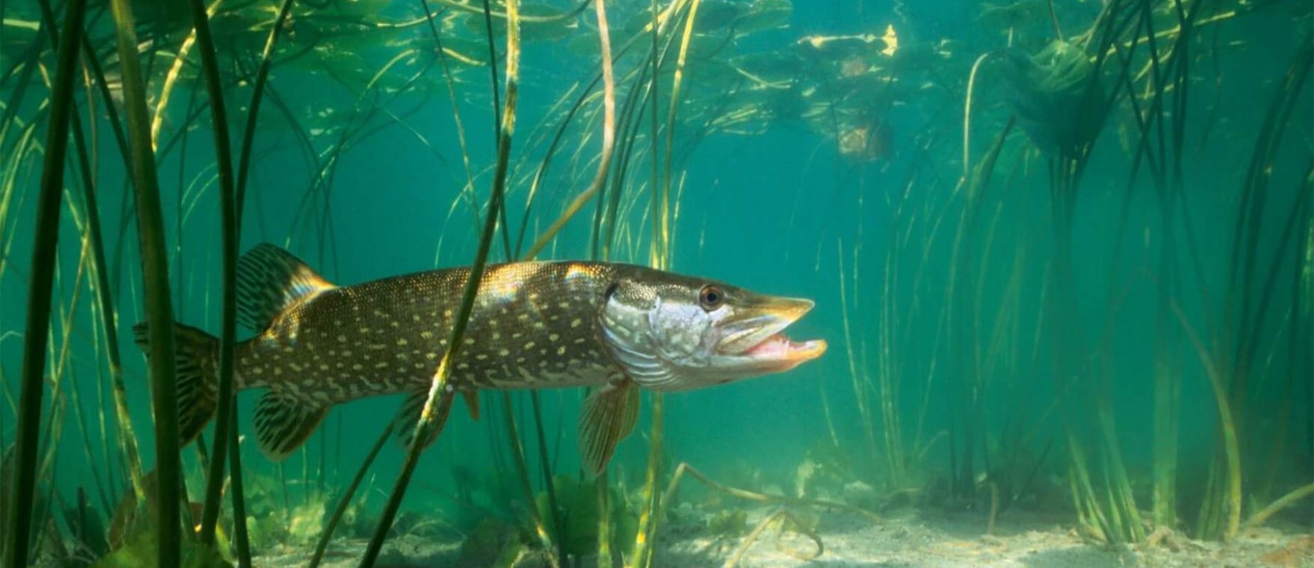 Pike