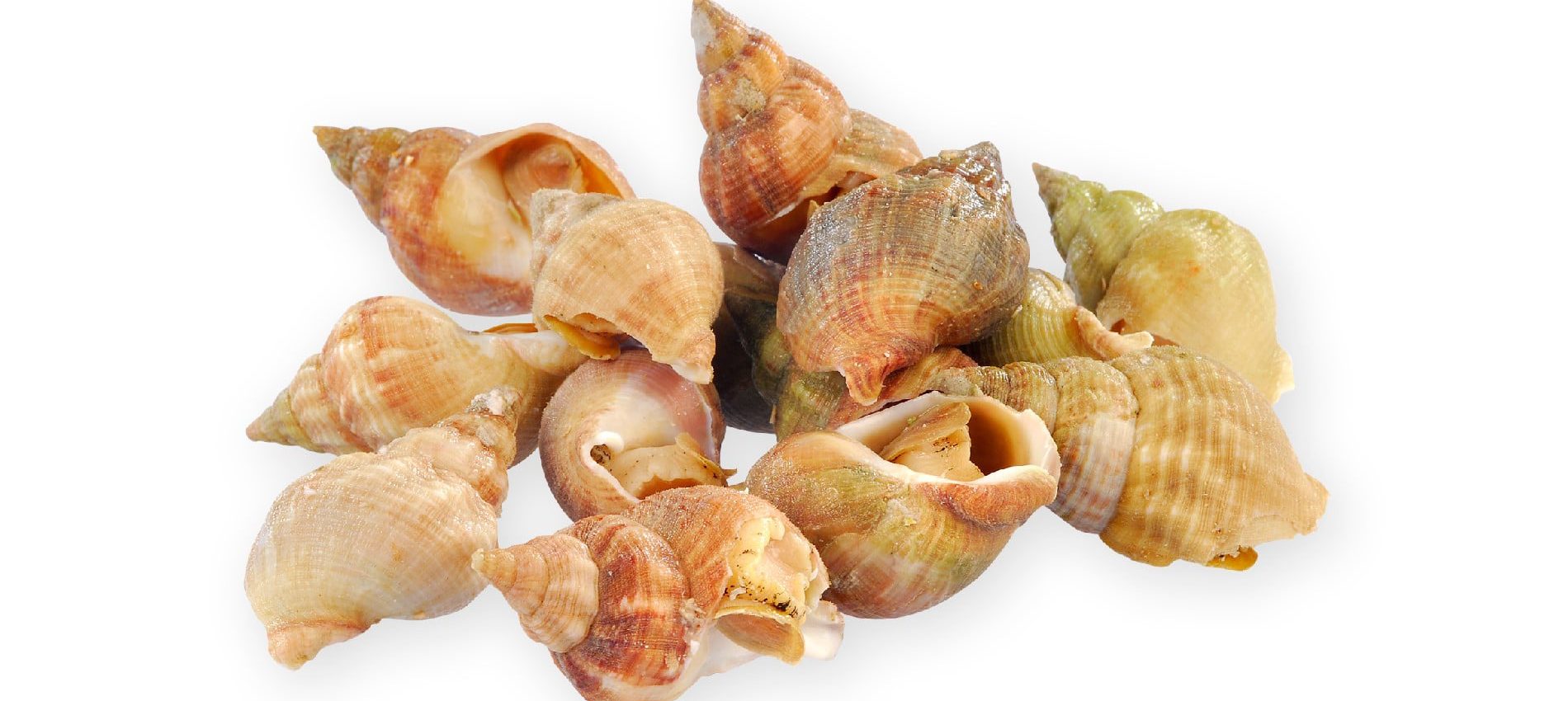 whelks