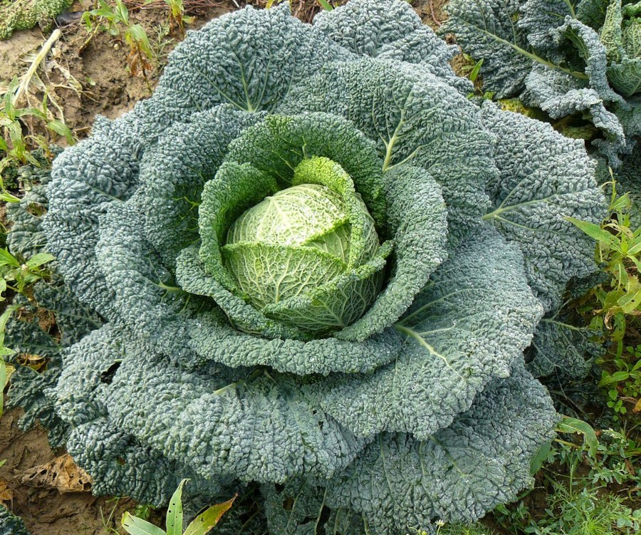 Kale