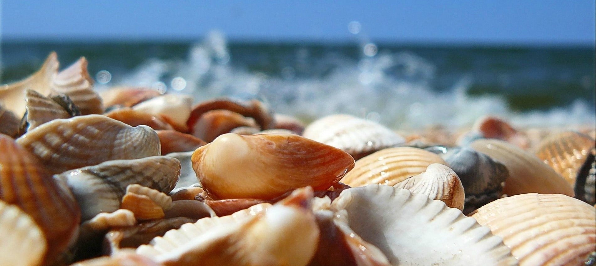 Shells