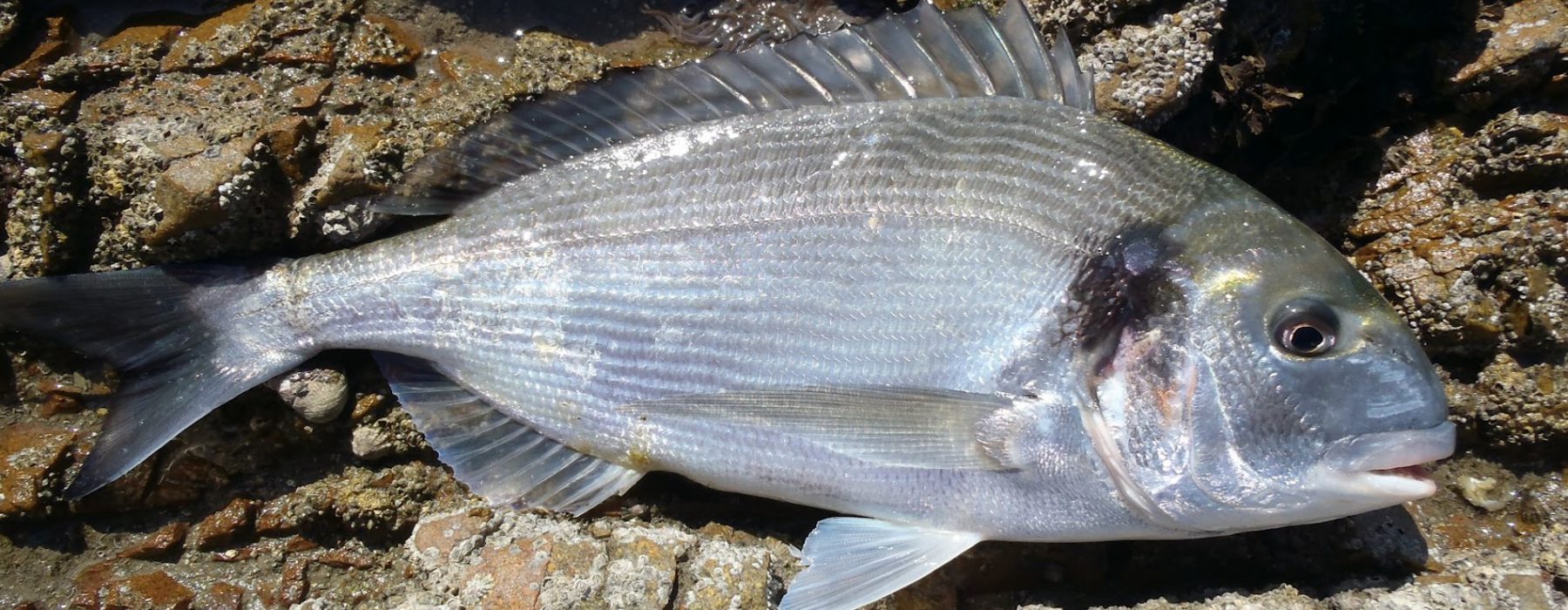 Dourada do mar Gilthead