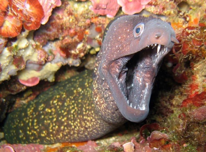 Murene Poisson