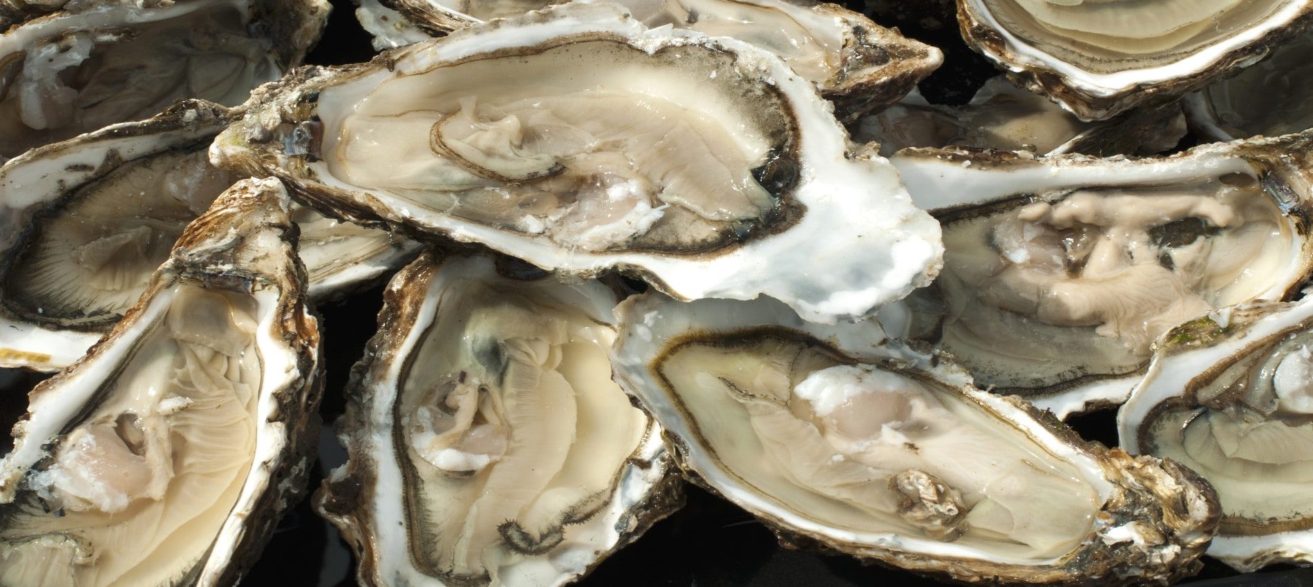 Marennes Oléron oesters