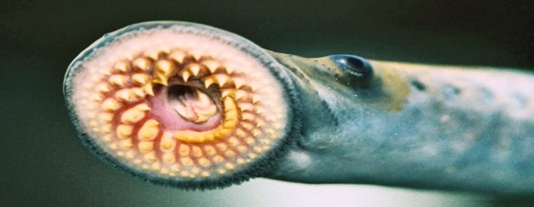 lamprey laut