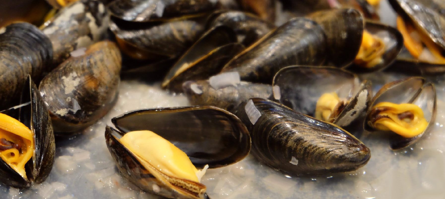 Mussel