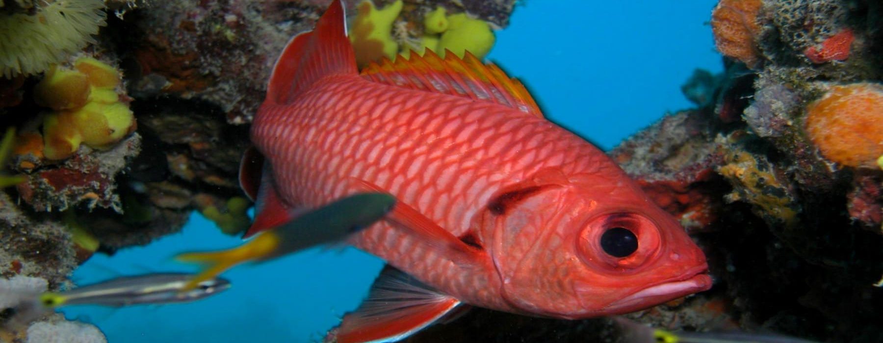 Pargo