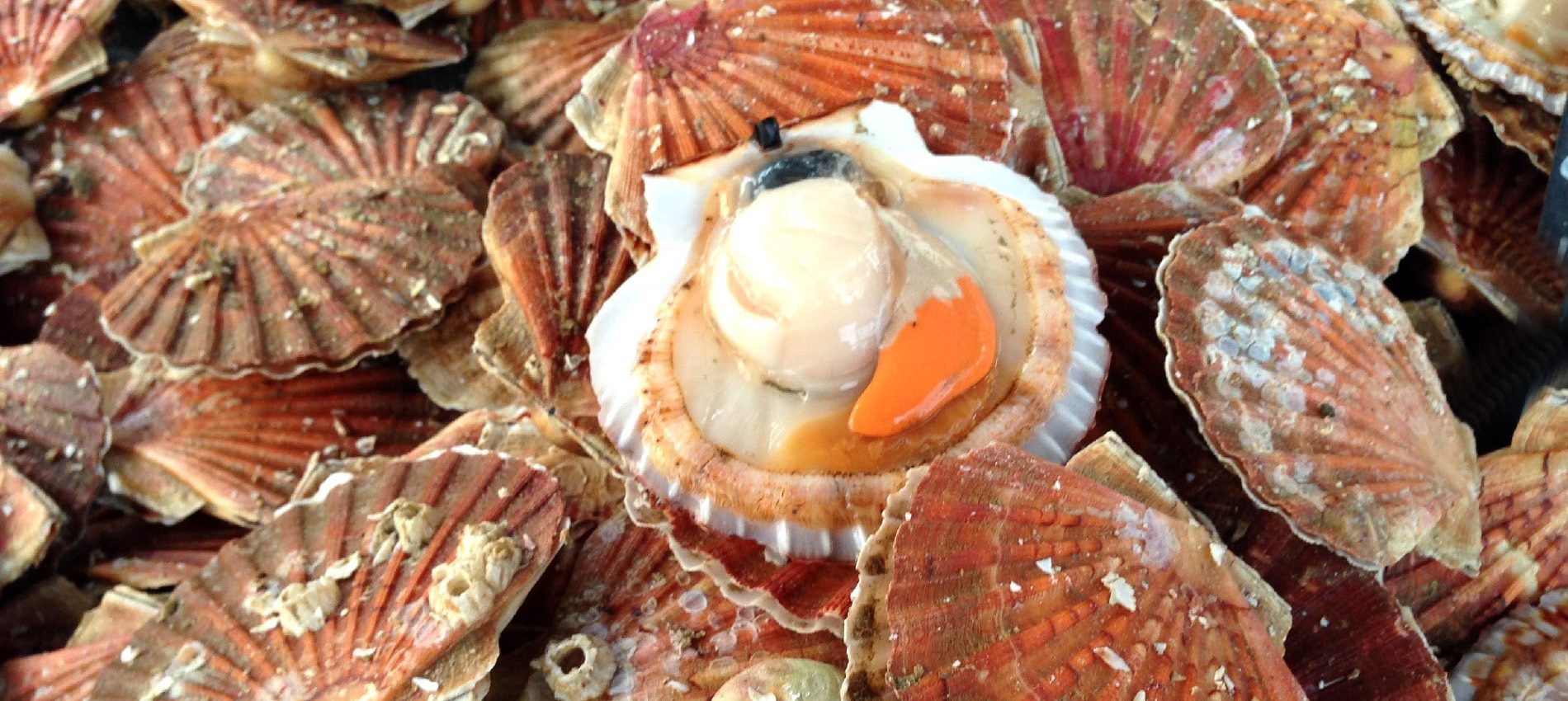 Coquilles Saint-Jacques