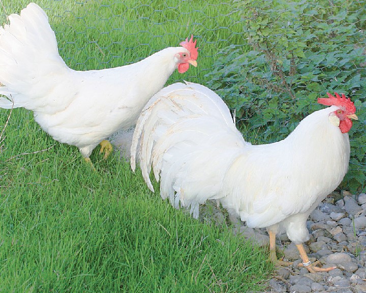 Gauloises blanches