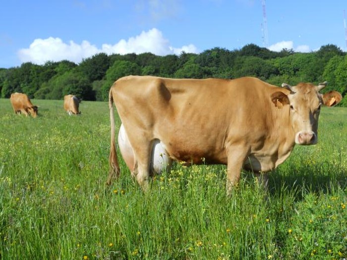 Vache Froment du Léon