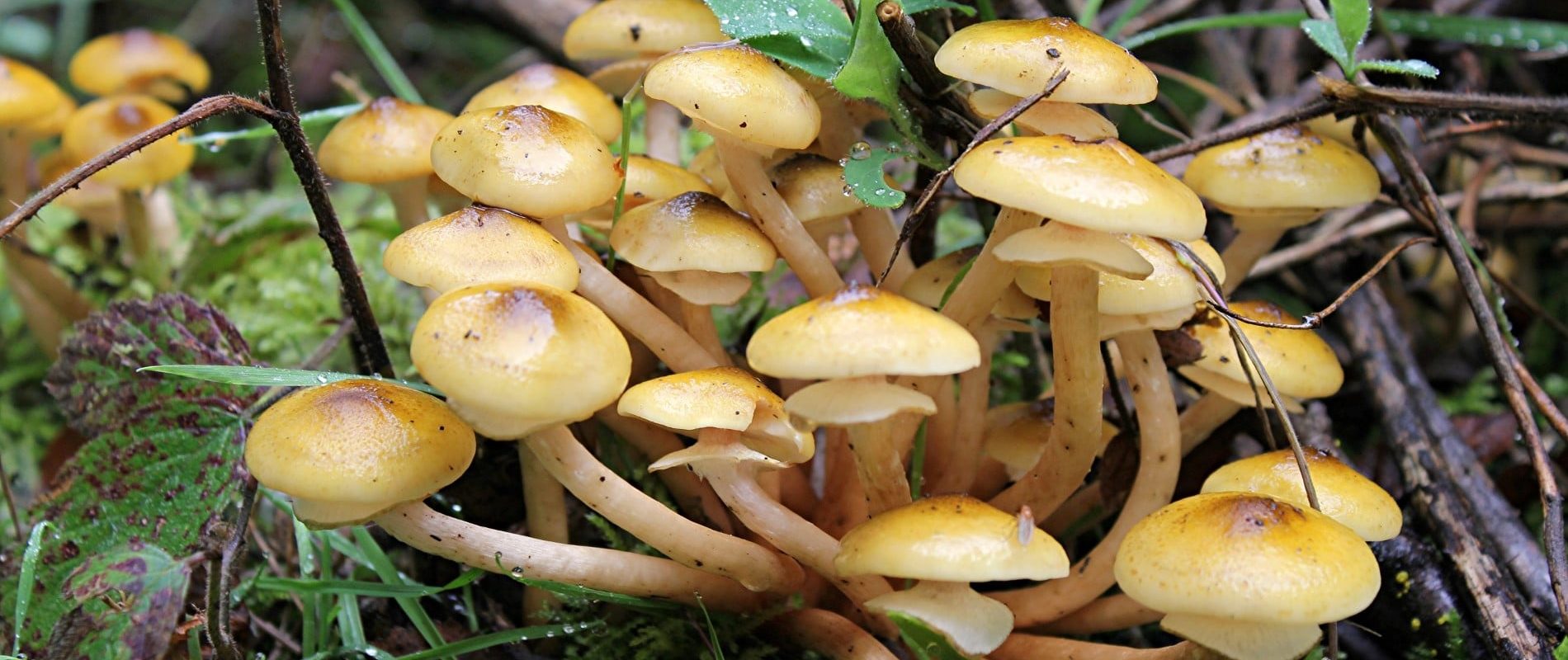 Collybie à pied veloutés