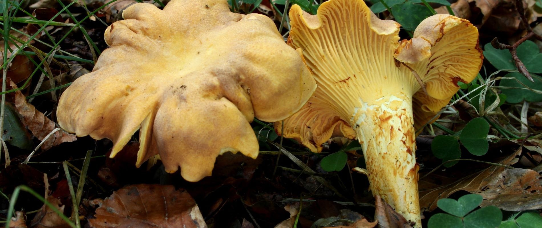 Chanterelles