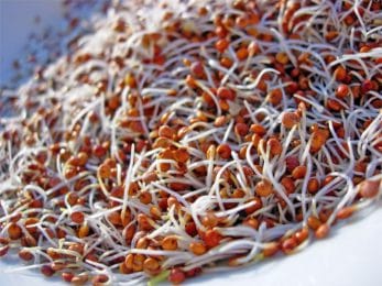 Graines germées de quinoa