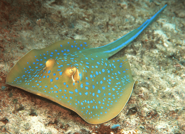 Stingray cu pete albastre