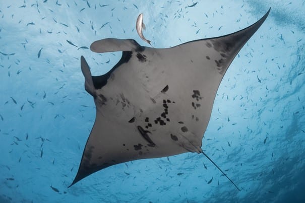 Raie manta