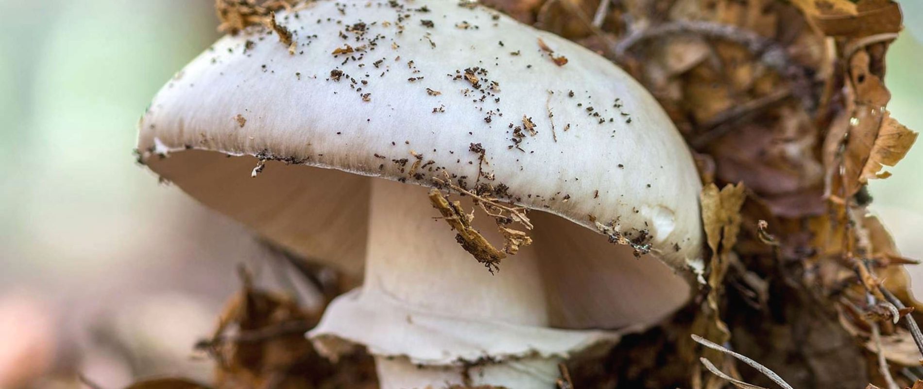 Lexique des champignons comestibles