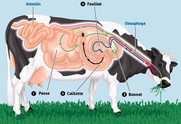 Diagram of the cow's digestive system