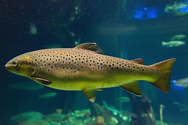 European trout