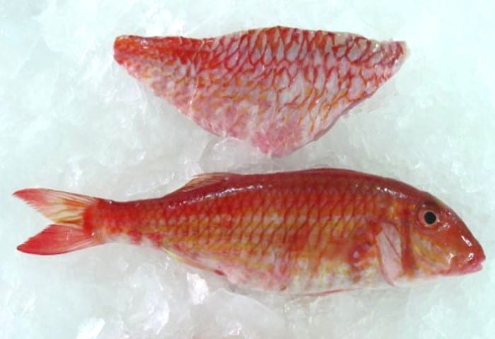 Rouget du Sénégal et filet