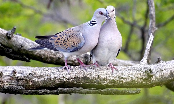 鳩のカップル