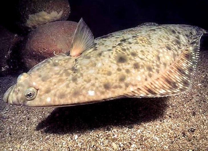 Atlantic halibut