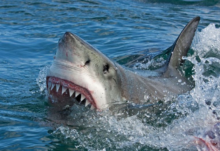 Requin (poisson) Requin (poisson)