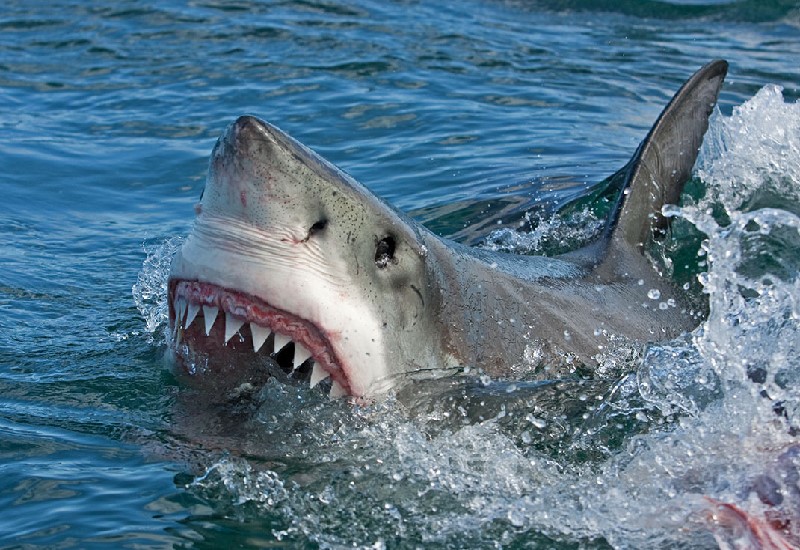 Requin blanc