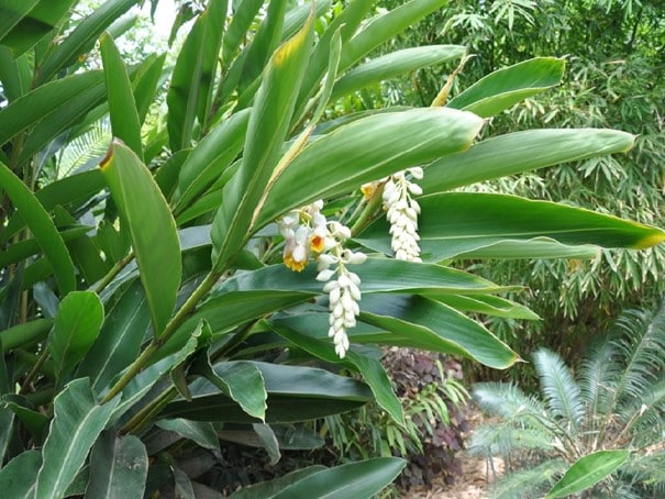 Alpinia zerumbetum