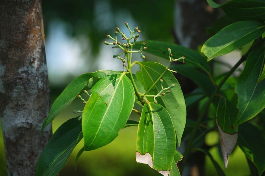 Scorțișoară chinezească, Cinnamomum cassia