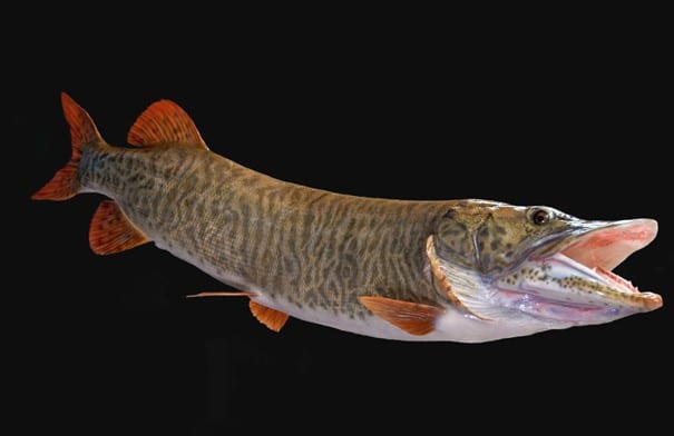 Muskellunge