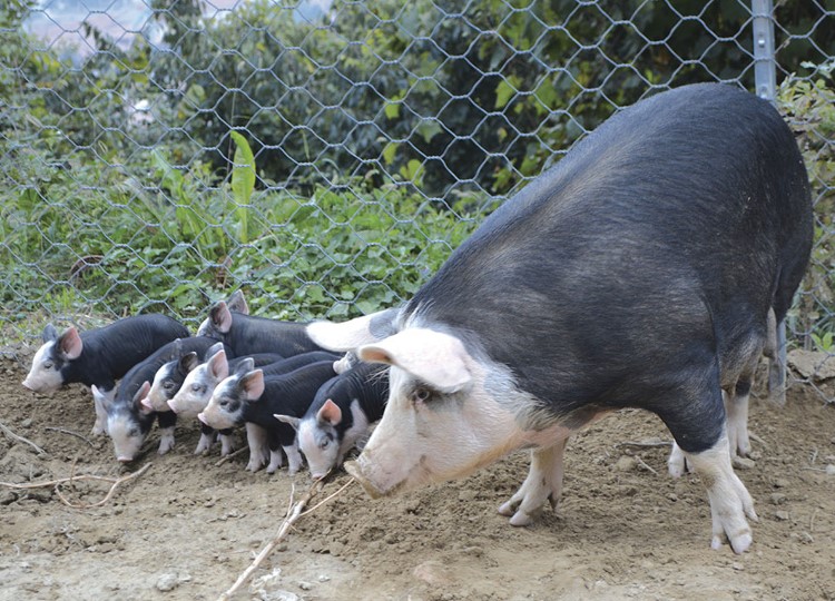 Porcs Mora Romagnola