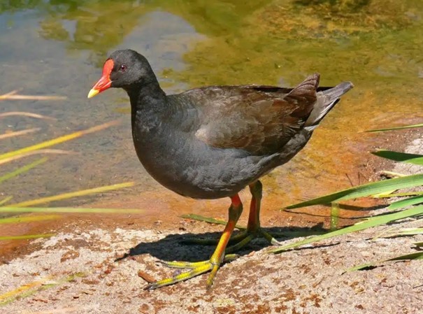 Poule d'eau