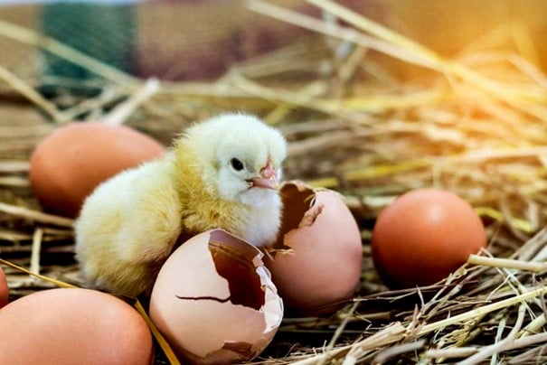 Anak ayam yang baru lahir