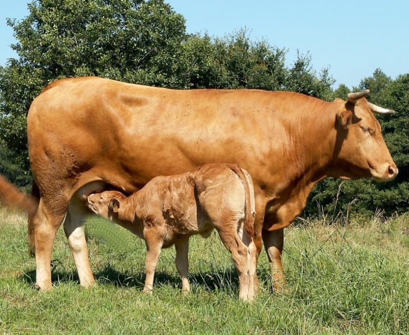 Rubia gallega et son veau