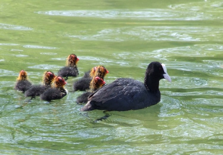 Poule d’eau et ses petits