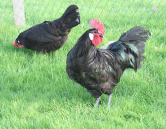 Poule noire et coq noir de Bresse
