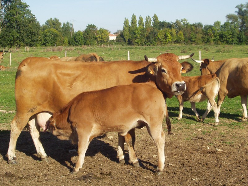 Vache parthenaise et son veau