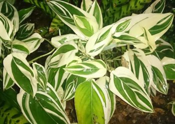 Feuilles de marante